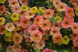 Cascadias Indian Summer Petunia (Petunia 'Cascadias Indian Summer') at Creekside Home & Garden