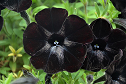 Sweetunia Black Satin Petunia (Petunia 'Sweetunia Black Satin') at Creekside Home & Garden