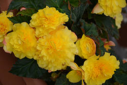 Nonstop Yellow with Red Back Begonia (Begonia 'Nonstop Yellow with Red Back') at Creekside Home & Garden