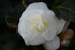 Nonstop Mocca White Begonia (Begonia 'Nonstop Mocca White') at Creekside Home & Garden