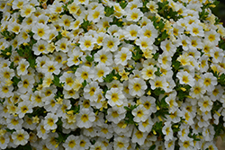 MiniFamous Neo White + Yellow Eye Calibrachoa (Calibrachoa 'KLECA16314') at Creekside Home & Garden