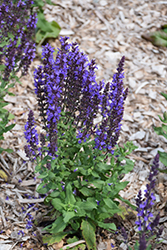 Blue Queen Sage (Salvia nemorosa 'Blaukonigin') at Creekside Home & Garden
