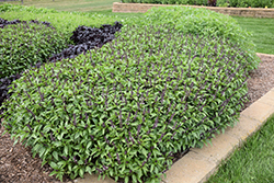 Cinnamon Basil (Ocimum basilicum 'Cinnamon') at Creekside Home & Garden