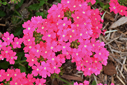 Lanai Deep Pink Verbena (Verbena 'Lanai Deep Pink') at Creekside Home & Garden