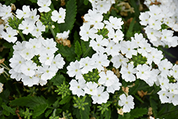 Lanai Upright White Verbena (Verbena 'Lanai Upright White') at Creekside Home & Garden
