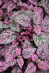 Hippo Rose Polka Dot Plant (Hypoestes phyllostachya 'G14160') at Creekside Home & Garden