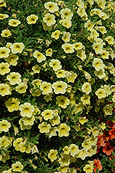 Cabaret Lemon Yellow Calibrachoa (Calibrachoa 'Cabaret Lemon Yellow') at Creekside Home & Garden