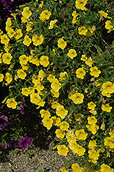 Callie Deep Yellow Calibrachoa (Calibrachoa 'Callie Deep Yellow') at Creekside Home & Garden