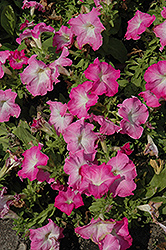 Limbo GP Pink Morn Petunia (Petunia 'Limbo GP Pink Morn') at Creekside Home & Garden
