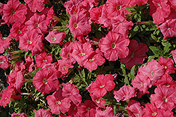 Pretty Flora Coral Petunia (Petunia 'Pretty Flora Coral') at Creekside Home & Garden