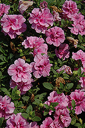 Double Wave Pink Petunia (Petunia 'Double Wave Pink') at Creekside Home & Garden