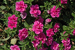 Double Wave Rose Petunia (Petunia 'Double Wave Rose') at Creekside Home & Garden