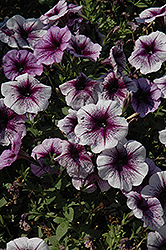 Purple Vein Ray Petunia (Petunia 'Purple Vein Ray') at Creekside Home & Garden