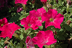 Candy Pink Ray Petunia (Petunia 'Candy Pink Ray') at Creekside Home & Garden