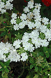 Estrella White Verbena (Verbena 'Estrella White') at Creekside Home & Garden