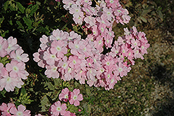 Empress Soft Pink Charme Verbena (Verbena 'Empress Soft Pink Charme') at Creekside Home & Garden