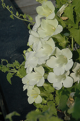 Lofos White Creeping Gloxinia (Lophospermum 'Lofos White') at Creekside Home & Garden