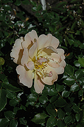 Oso Easy Strawberry Crush Rose (Rosa 'Hormeteorie') at Creekside Home & Garden