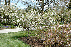 Carmine Jewel Cherry (Prunus 'Carmine Jewel') at Creekside Home & Garden