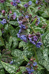 High Contrast Lungwort (Pulmonaria 'High Contrast') at Creekside Home & Garden