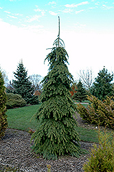 Weeping White Spruce (Picea glauca 'Pendula') at Creekside Home & Garden