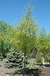 Shooting Star Northern Pin Oak (Quercus ellipsoidalis 'Shooting Star') at Creekside Home & Garden