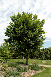 Sugar Maple (Acer saccharum) at Creekside Home & Garden