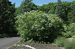 Wentworth Highbush Cranberry (Viburnum trilobum 'Wentworth') at Creekside Home & Garden