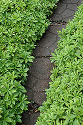 Green Carpet Japanese Spurge (Pachysandra terminalis 'Green Carpet') at Creekside Home & Garden