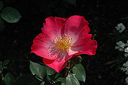 Chuckles Rose (Rosa 'Chuckles') at Creekside Home & Garden