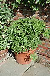 Citrosa Geranium (Pelargonium citrosum) at Creekside Home & Garden