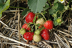 Everbearing Strawberry (Fragaria 'Everbearing') at Creekside Home & Garden