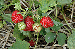 June-Bearing Strawberry (Fragaria 'June-Bearing') at Creekside Home & Garden