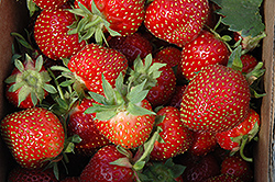 Allstar Strawberry (Fragaria 'Allstar') at Creekside Home & Garden