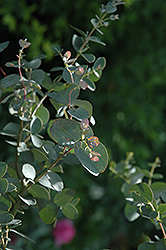 Silver Drop Cider Gum (Eucalyptus gunnii 'Silver Drop') at Creekside Home & Garden