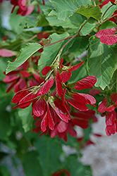 Hot Wings Tatarian Maple (Acer tataricum 'GarAnn') at Creekside Home & Garden