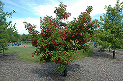Hot Wings Tatarian Maple (Acer tataricum 'GarAnn') at Creekside Home & Garden