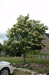 Japanese Tree Lilac (Syringa reticulata) at Creekside Home & Garden