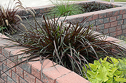 Vertigo Fountain Grass (Pennisetum purpureum 'Tift 8') at Creekside Home & Garden