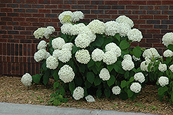 Incrediball Hydrangea (Hydrangea arborescens 'Abetwo') at Creekside Home & Garden