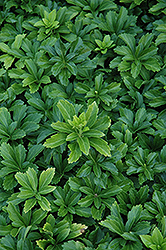 Green Sheen Japanese Spurge (Pachysandra terminalis 'Green Sheen') at Creekside Home & Garden
