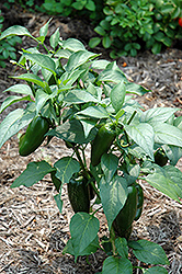 Jalapeno Pepper (Capsicum annuum 'Jalapeno') at Creekside Home & Garden
