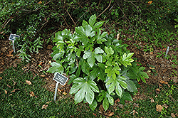 Japanese Fatsia (Fatsia japonica) at Creekside Home & Garden
