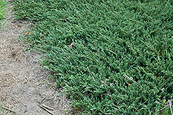 Bar Harbor Juniper (Juniperus horizontalis 'Bar Harbor') at Creekside Home & Garden