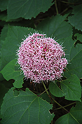 Rose Glory Bower (Clerodendrum bungei) at Creekside Home & Garden
