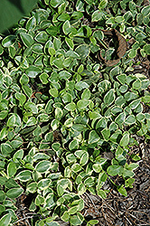 Variegated Periwinkle (Vinca major 'Variegata') at Creekside Home & Garden