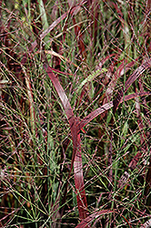 Prairie Fire Red Switch Grass (Panicum virgatum 'Prairie Fire') at Creekside Home & Garden