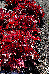 Dolce Creme Brulee Coral Bells (Heuchera 'Tnheu041') at Creekside Home & Garden