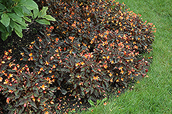 Sparks Will Fly Begonia (Begonia 'Sparks Will Fly') at Creekside Home & Garden