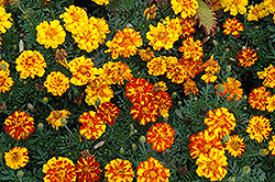Durango Bolero Marigold (Tagetes patula 'Durango Bolero') at Creekside Home & Garden
